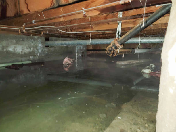 Best Water damage restoration services  in Ladonia, AL